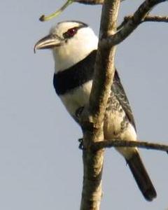 White-necked Puffbird