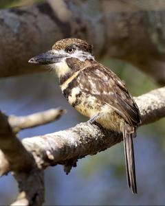 Russet-throated Puffbird (Two-banded)