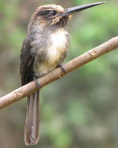 Three-toed Jacamar