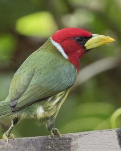 Red-headed Barbet