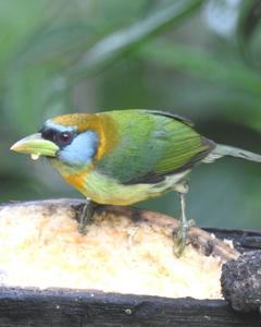 Red-headed Barbet