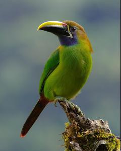 Northern Emerald-Toucanet (Blue-throated)