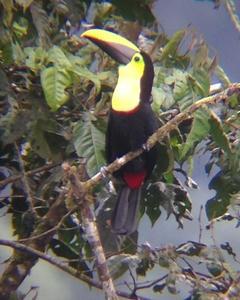 Yellow-throated Toucan (Chestnut-mandibled)
