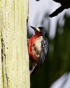 Puerto Rican Woodpecker