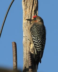 Gray-breasted Woodpecker