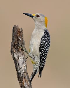 Golden-fronted Woodpecker