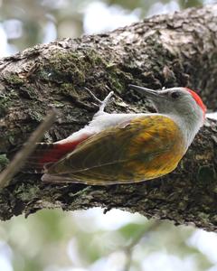 African Gray Woodpecker
