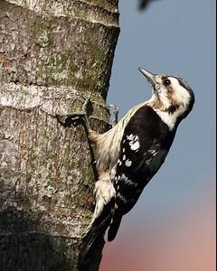 Gray-capped Woodpecker
