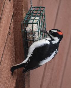 Downy Woodpecker (Rocky Mts.)