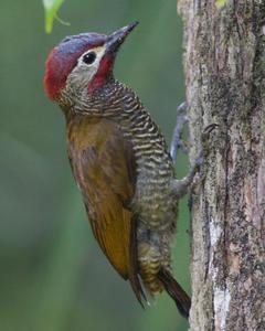 Golden-olive Woodpecker
