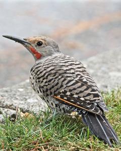 Northern Flicker (Red-shafted)