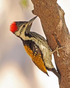 Black-rumped/Red-backed Flameback