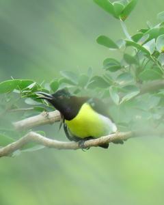 Yellow-bellied Sunbird-Asity