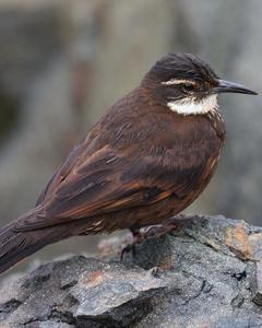 Seaside Cinclodes