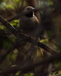 White-bellied Spinetail