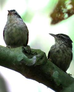 Double-banded Graytail