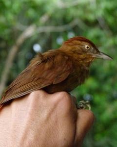 Chestnut-crowned Foliage-gleaner