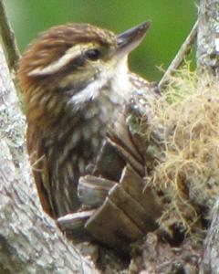 Streaked Xenops