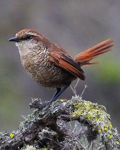 White-throated Tapaculo