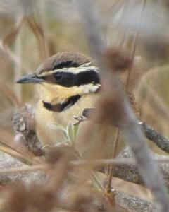 Collared Crescentchest