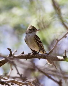 Caribbean Elaenia