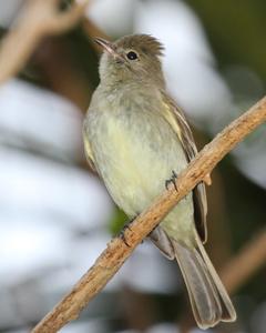 Lesser Elaenia