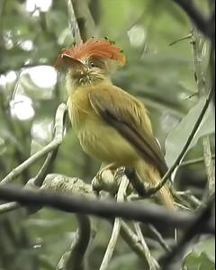 Royal Flycatcher (Pacific)