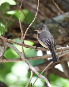 Lesser Antillean Pewee