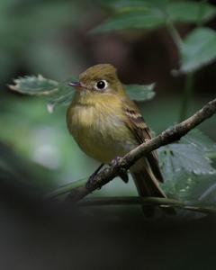 Yellowish Flycatcher