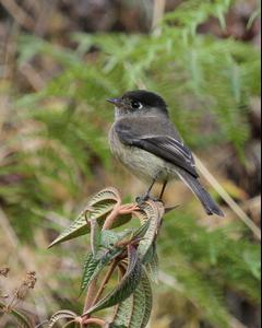 Black-capped Flycatcher