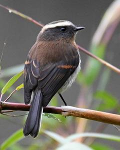 Rufous-breasted Chat-Tyrant