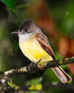 Dusky-capped Flycatcher