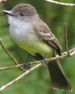 Short-crested Flycatcher