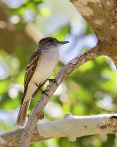 Puerto Rican Flycatcher