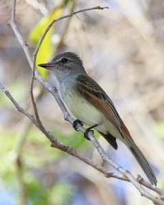 Flammulated Flycatcher