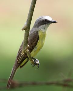 Gray-capped Flycatcher