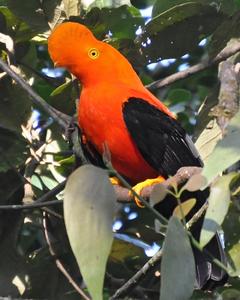 Andean Cock-of-the-rock