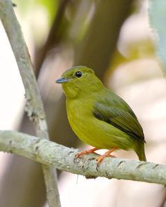 Golden-collared Manakin