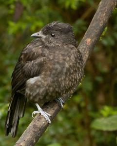 Archbold's Bowerbird