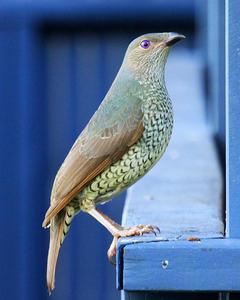 Satin Bowerbird