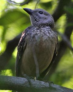 Fawn-breasted Bowerbird