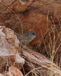 Kalkadoon Grasswren