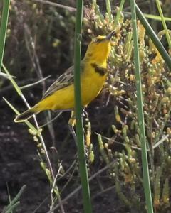 Yellow Chat