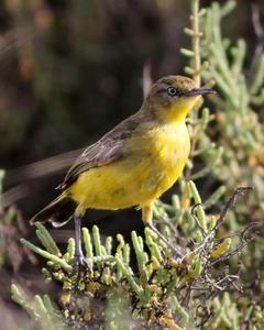 Yellow Chat