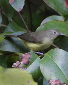 Green-backed Honeyeater