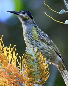 Macleay's Honeyeater