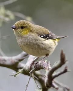 Forty-spotted Pardalote