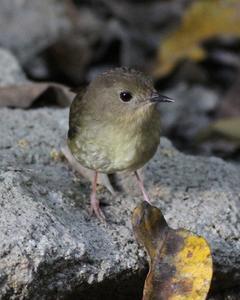 Atherton Scrubwren