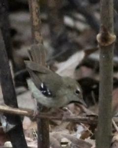 Tropical Scrubwren