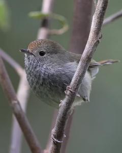 Tasmanian Thornbill